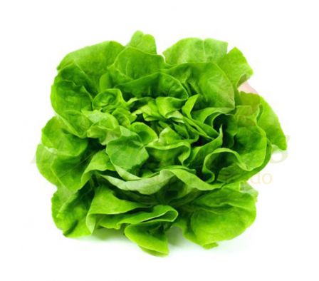LECHUGA MANTECOSA X UNID
