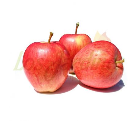 MANZANA COLEGIALA X KG