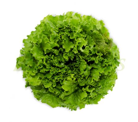 LECHUGA HIDROPONICA X MAZO