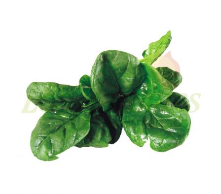 ESPINACA NEGRA X UNID...--