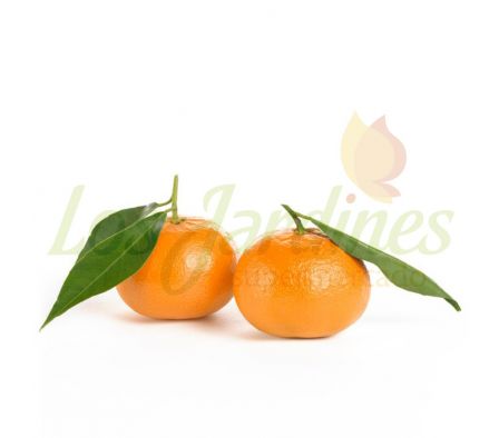 MANDARINA MURCOTT X KG,