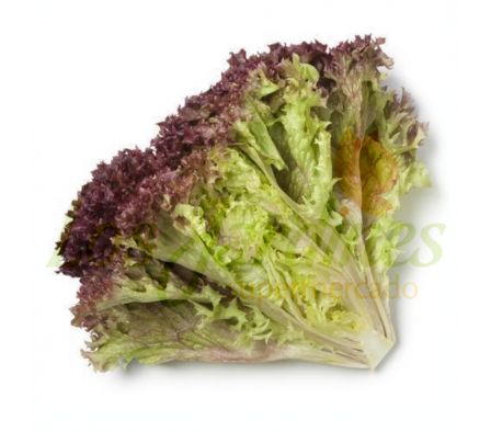 LECHUGA MORADA X UNID