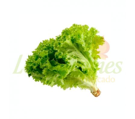 LECHUGA BLANCA X MAZO